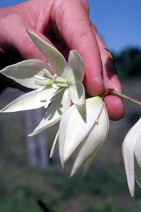 Opylování: Yucca yucca produkuje pyl na tlustých nitkách, p kterých se Tegiticule dobře šplhá