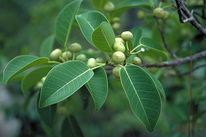 Ficus (Moraceae) existuje asi 750 druhů rodu Ficus,