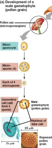 v prašnících je řada diploidních buněk, zvaných mikrosporocyty každý mikrosporocyt se meiosou rozdělí ve čtyři haploidní mikrospory z každé mikrospory vznikne samčí gametofyt.