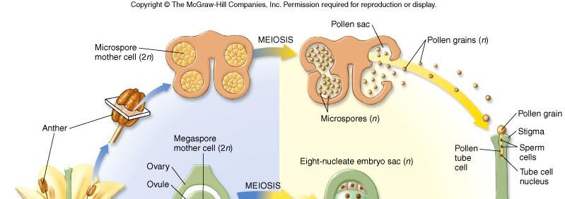 Pylová zrna vznikají meiotickým dělením mateřských buněk v prašných pouzdrech tyčinek.