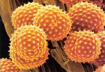 Pylové zrno Zralé pylové zrno obsahuje dvě buňky vegetativní (větší, vyživovací) generativní