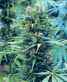 Jednodomost a dvoudomost dvoudomost konopí (Cannabis) samičí rostliny jsou mnohem více ceněny