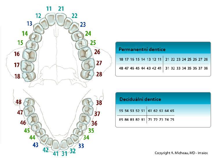 Ve výzkumné i lékařské praxi se pro označení zubů používají kódy, které vyjadřují umístění zubu v dentici. K tomu slouží tzv.