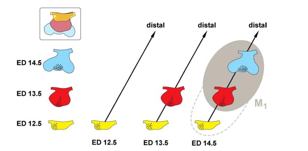 M1, např. Shh (Peterková et al., 2009; Prochazka et al., 2010). Exprese genu Shh jako markeru signální domény byla u zubních primordií MS, R2 a M1 popsána na ED 12,7; 13,3 a 14,3 (Prochazka et al.