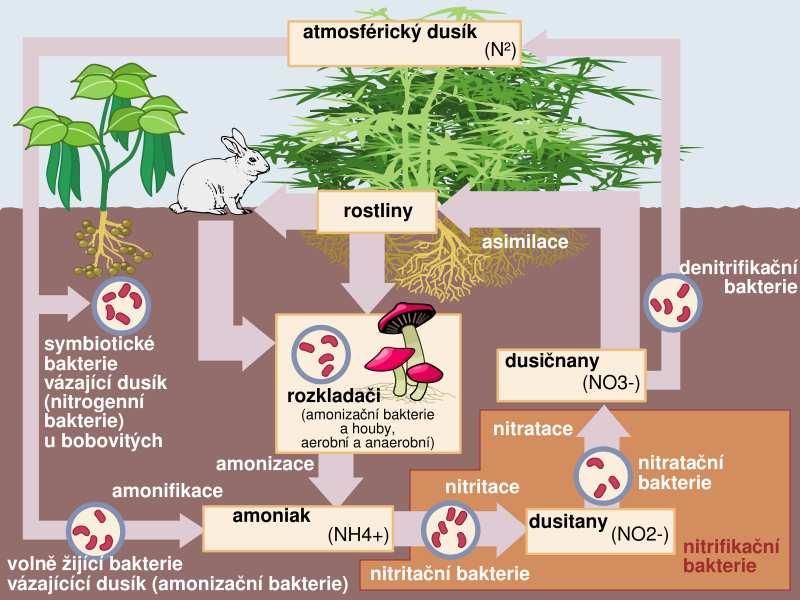 13 Obr. 1 Koloběh dusíku. Zdroj: http://cs.wikipedia.org/wiki/soubor:nitrogen_cycle_cs.