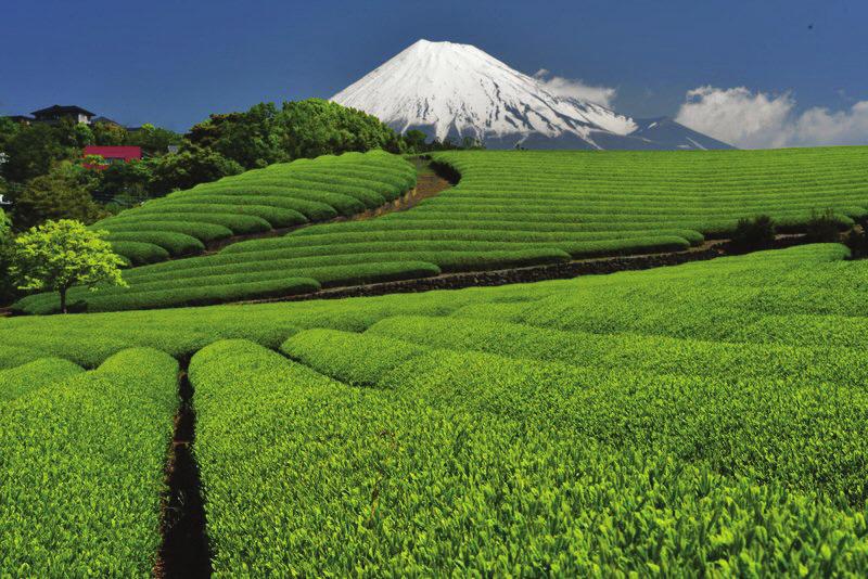 Nálev trávově svíravé chuti připomínající pražený chléb s příjemnou vůní. zhong 75,- konvička (2 nálevy) 110,- Sencha Vynikající třída japonského zeleného čaje.