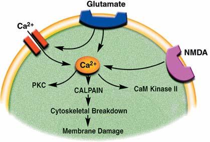 Calpainy Cytosolové cysteinové proteázy Aktivace závislá na vápníku (µm,( mm), mají vazebné domény pro