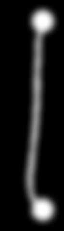 Equisetum