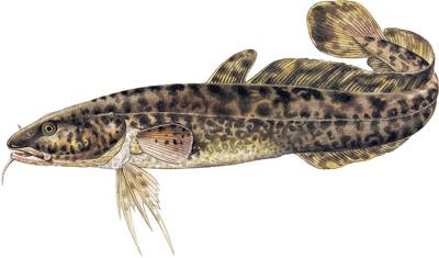 Zbarvení mníka jednovousého je velmi proměnlivé a může se lišit v závislosti na podmínkách prostředí a fyziologickém stavu ryb (Lusk a kol., 1992).