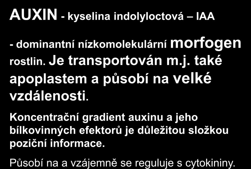 A co na dlouhou vzdálenost? AUXIN - kyselina indolyloctová IAA - dominantní nízkomolekulární morfogen rostlin. Je transportován m.j.