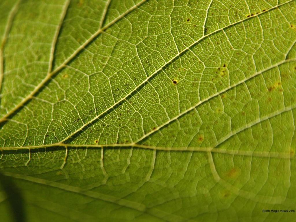 Auxin a vznik