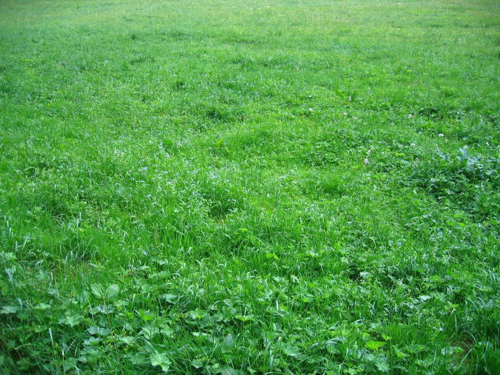 Rekapitulace II Klíčovou roli v rostlinné ontogenezi má orientovaný růst a dělení buněk a mezibuněčná komunikace. O osudu buněk roxhoduje spíš pozice než původ.