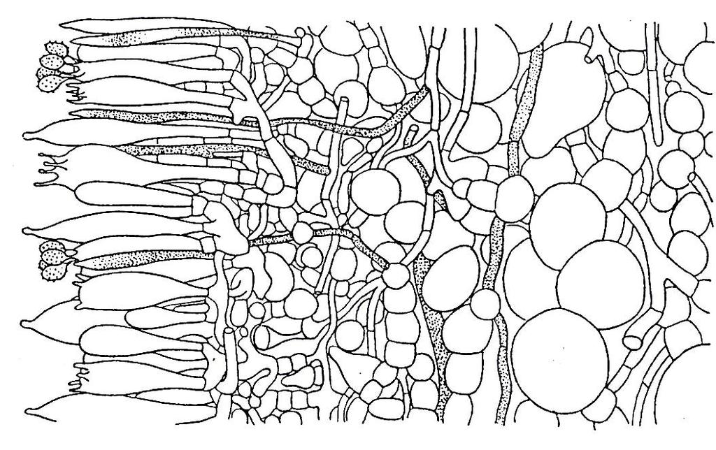 Basidiomycetes - hymenium HYMENIUM