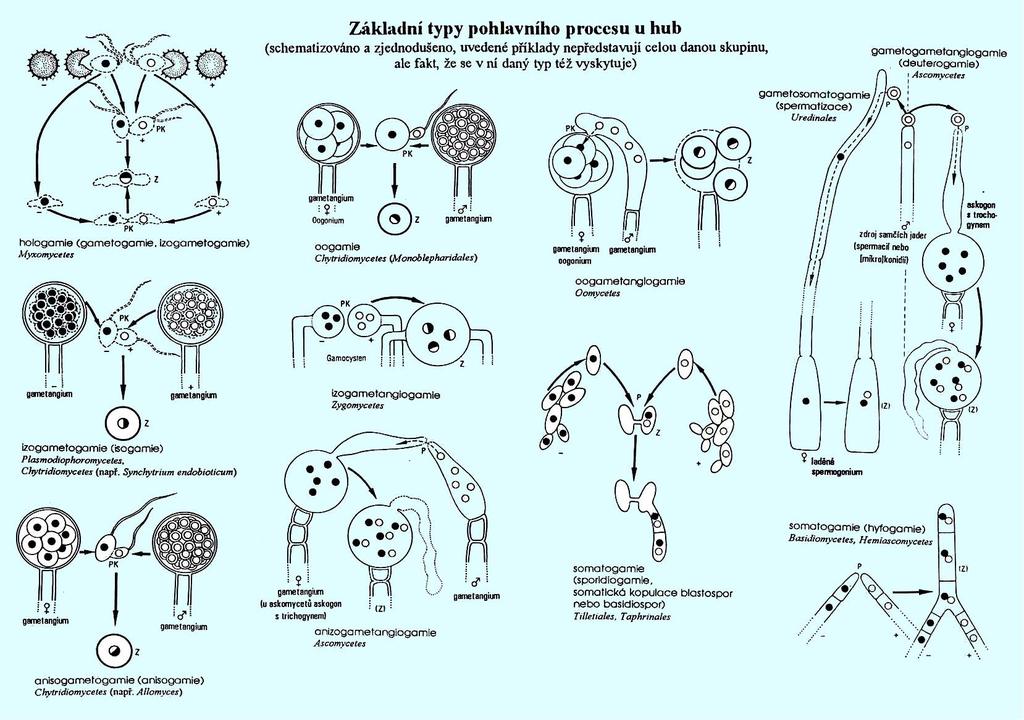 P plasmogamie, K