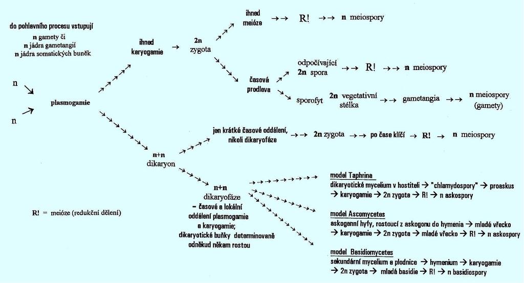 Schematický přehled chodu jaderných fází při pohlavním rozmnožování hub