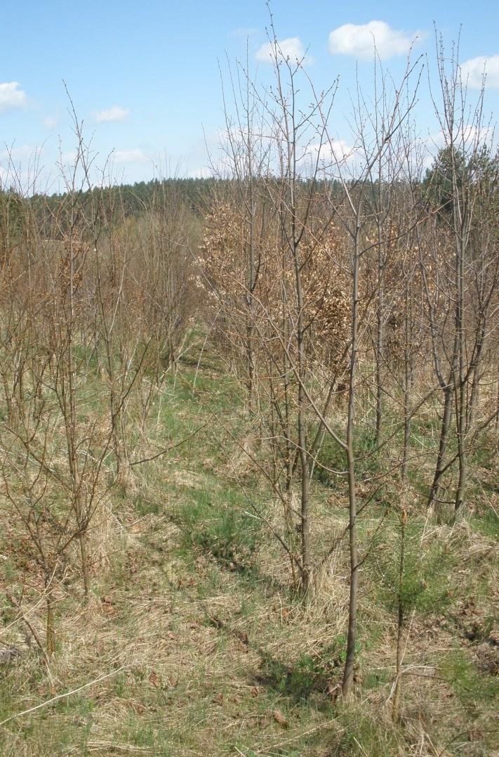 Potřebná potvrzení a přílohy Rozhodnutí SSL o prohlášení pozemku za PUPFL Kopie ohlášení změny druhu pozemku na příslušném KÚ Rozhodnutí o změně využití území (podle SZ) Zákres příslušných PB do mapy