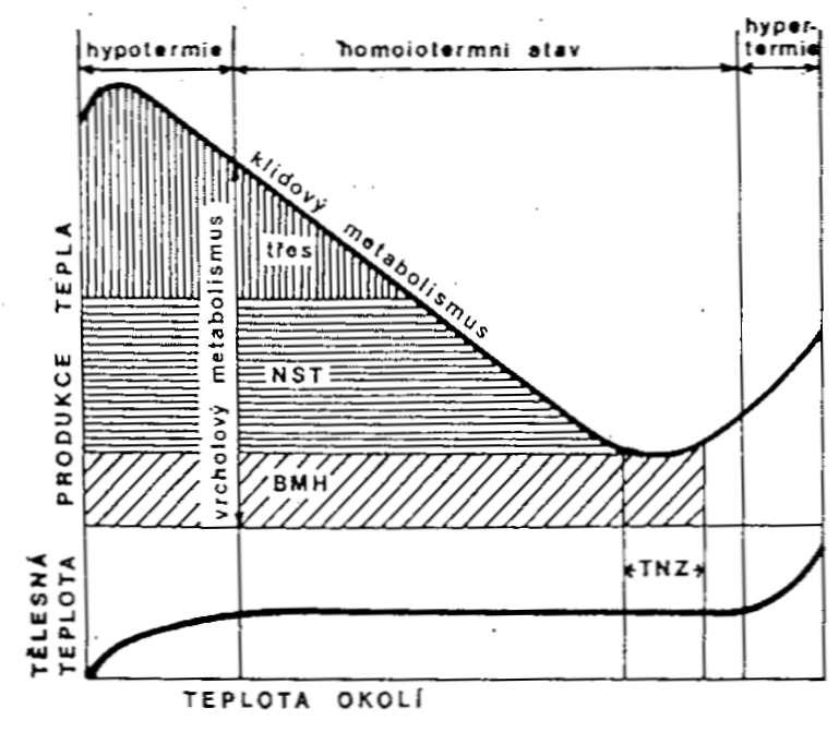 Homoiotermie