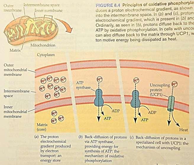 Uncoupling protein odpojuje tvorbu ATP od