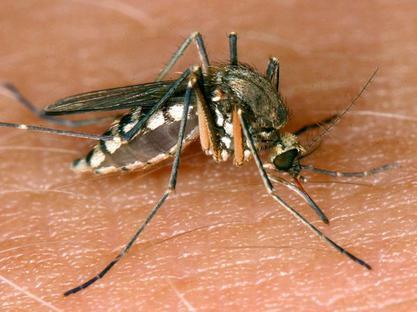 případy horečky dengue v ČR v letech 2003-2015 Zdroj: Epi-dat Obrázek č.