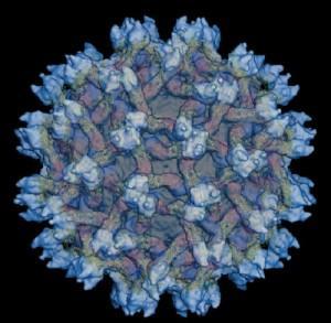 html Obrázek č. 6: Virus způsobující horečku dengue Zdroj: http://www.