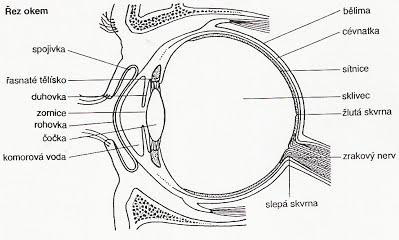 Lidské oko Mgr. Markéta Trnečková, Ph.D.