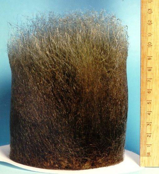 Phycomyces blakesleeanus koprofilní houba sporangiofory