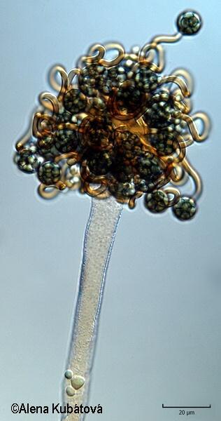 Druh Cokeromyces recurvatus