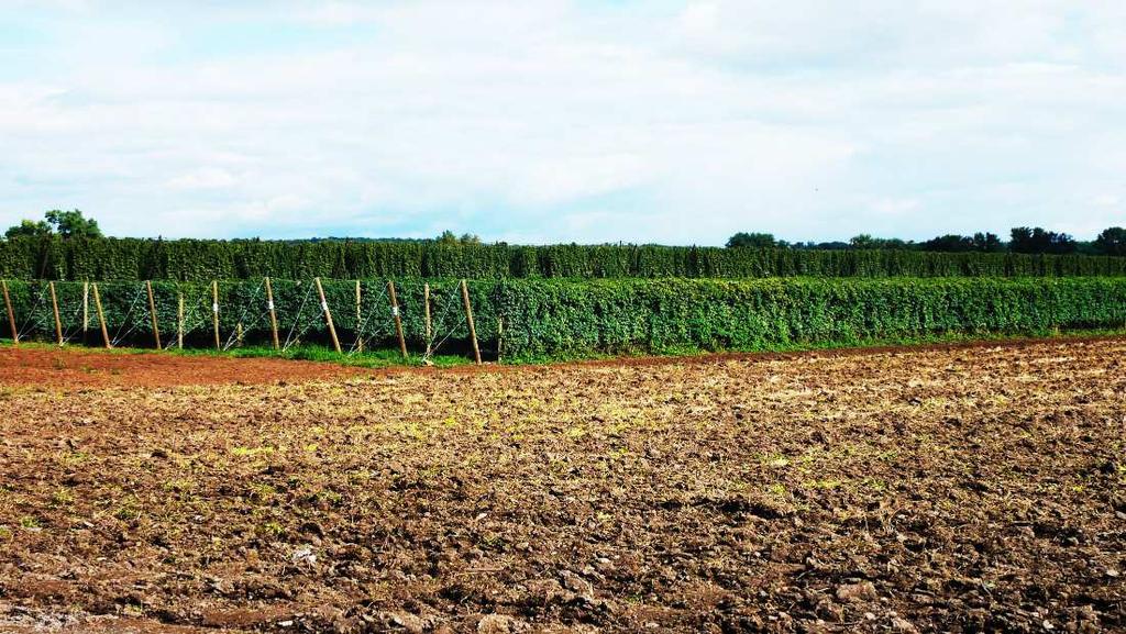 Pohon je prováděn od zadního kola traktoru. Rozteč řádku je seřiditelná pomocí převodů, nebo změnou počtu unašečů. Sazenice jsou zahrnuty zahrnovací radlicí a přitlačeny přitlačovacími kotouči.