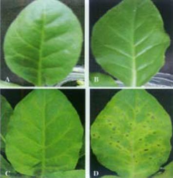 , Journal of Integrative Plant Biology (2006) 48:928 937 List C6 před kultivací List WT před kultivací