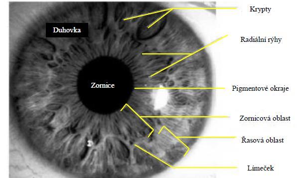 Duhovka obsahuje specifické unikátní identifikační body, s jejichž pomocí je možné určit identitu osoby s velkou přesností. J.