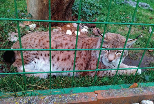 ZOO SOPŘEČ POZVÁNKA NEJEN NA RYSY. V Sopřeči se můžete zastavit s dětmi v mini ZOO, kterou zde pan Roman Navrátil založil.