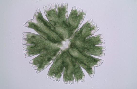 - obsah DNA 2,1-39,2 pg