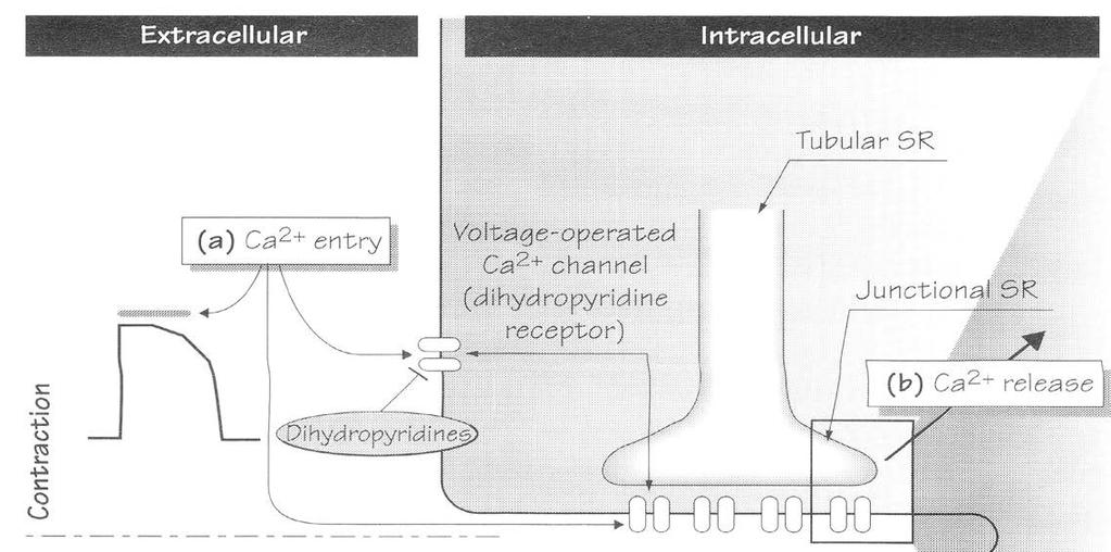 Spřažení excitace-kontrakce: iniciace kontrakce K inicializaci je nezbytný influx Ca 2+ z