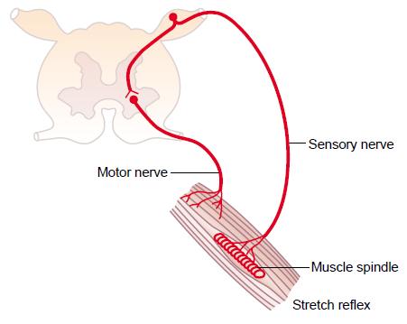 Reflexy základní funkční prvek nervové soustavy reflexní oblouk receptor sensorická, aferentní dráha centrum motorická, eferentní dráha efektor reflexní reakce:
