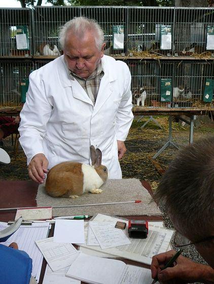 SEDLČANY 2009 To, že Povltavská výstava je známa mezi širokou chovatelskou veřejností, nemusím snad připomínat.