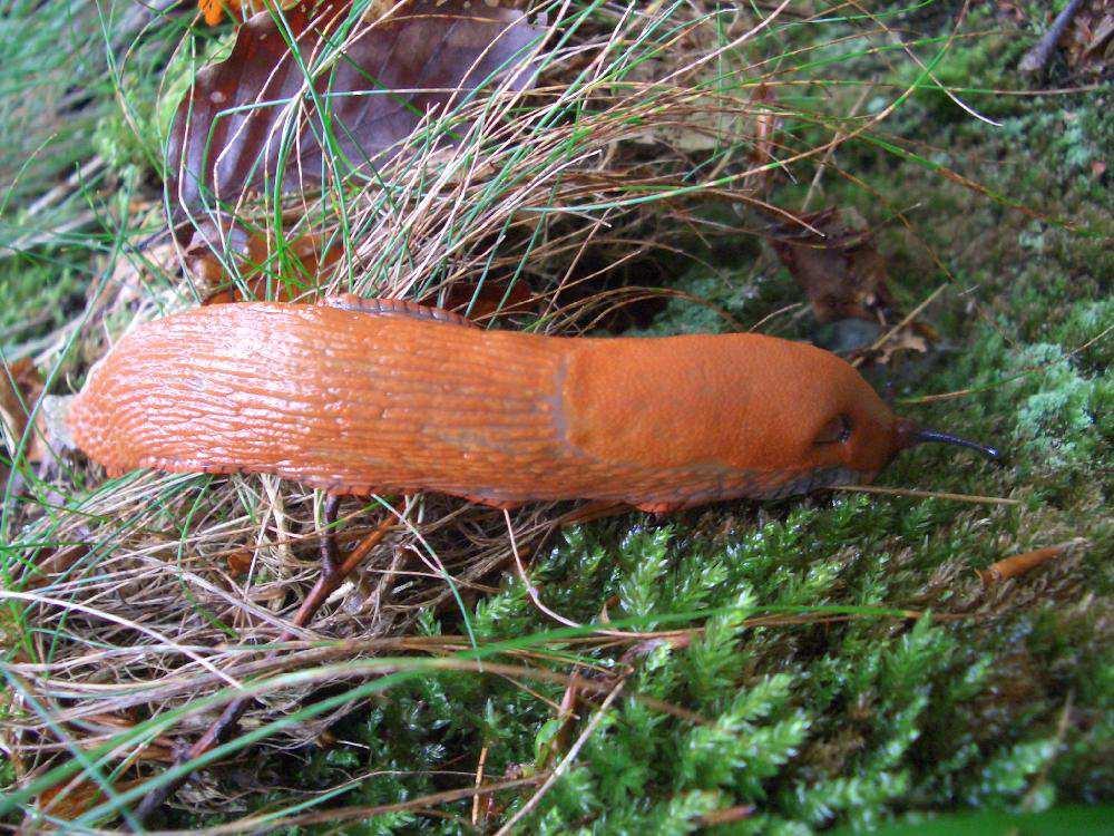 s plzákem španělským (Arion vulgaris), avšak oproti němu je plzák lesní větší, má také větší atrium, které je asymetrické, a existují další anatomické znaky, jak tyto dva druhy od sebe odlišit,