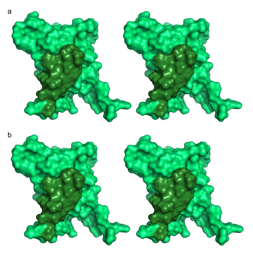 laboratoře byly zaměřeny na objasňování zmíněného mechanismu. Pro studium byl vybrán člen podskupiny O FOXO4, přesněji pouze jeho DNA-vazebná doména.