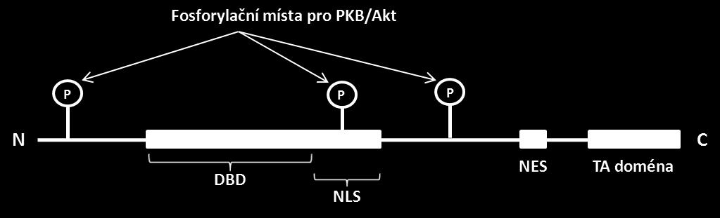 Obr. 2.3 Schématické znázornění primární struktury FOXO proteinů.