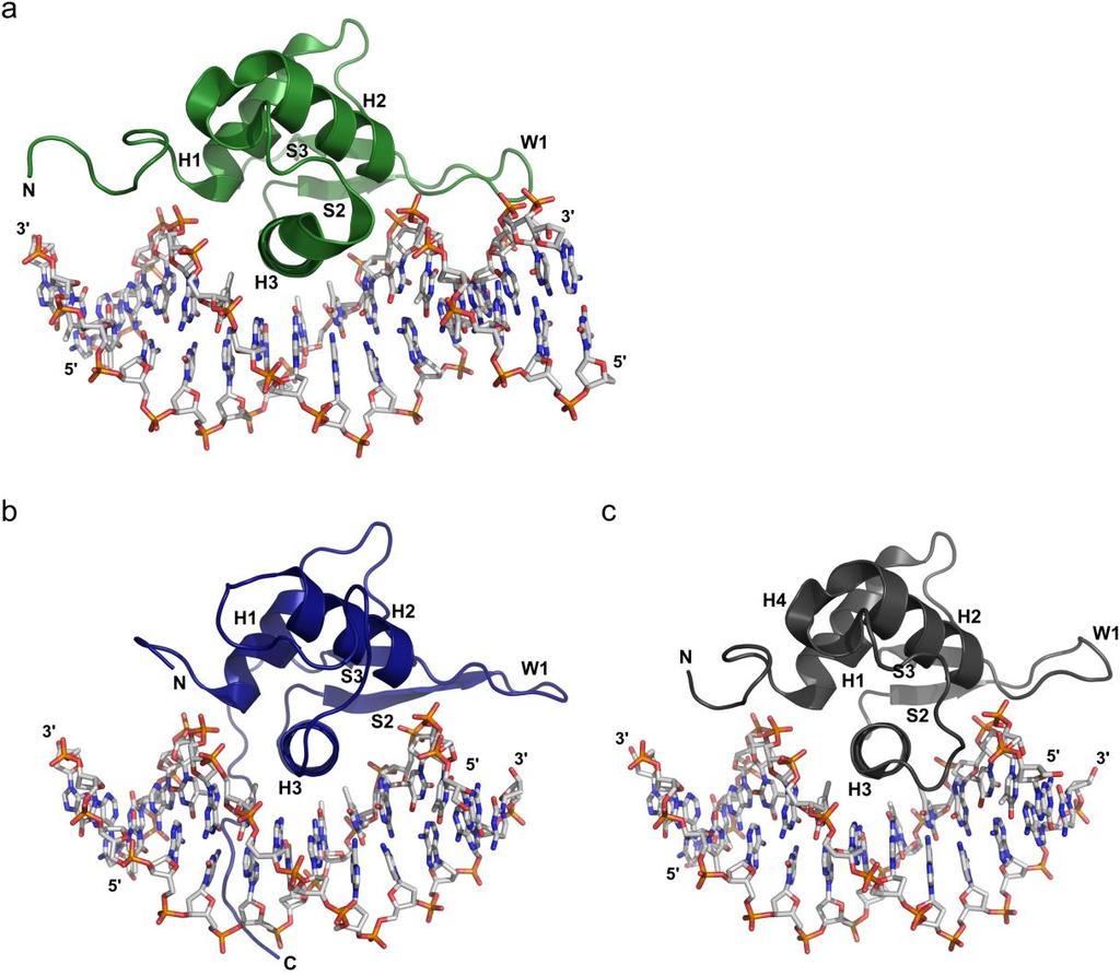 Obr. 2.7 Krystalové struktury komplexů DNA-vazebné domény (DBD) FOXO proteinů s DNA. (a) Struktura FOXO1-DBD:DNA (Brent et al., 2008). (b) Struktura FOXO3- DBD:DNA (Tsai et al., 2007).