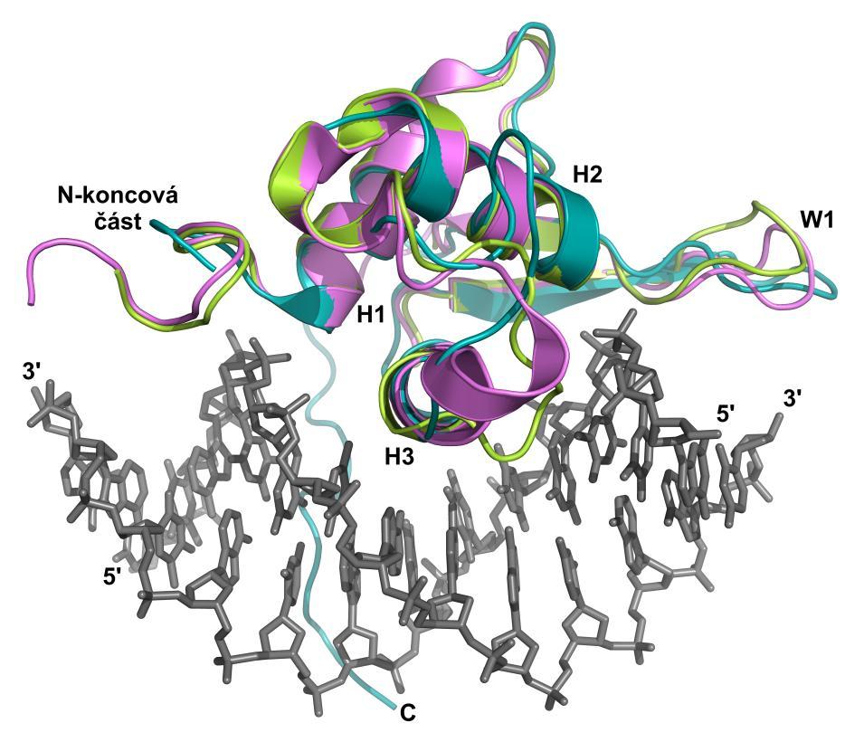 Obr. 2.8 Suprimpozice krystalových struktur komplexů DNA-vazebné domény (DBD) FOXO proteinů s DNA. Protein FOXO1-DBD (Brent et al., 2008) je zachycen fialovou barvou, protein FOXO3-DBD (Tsai et al.