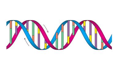 Struktura DNA
