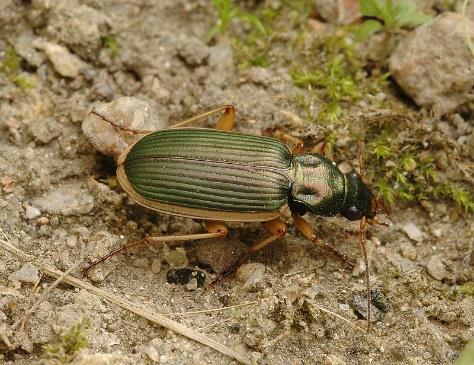 K dalším zajímavým druhům s okrajovým areálem na Vysočině patří šídlo luční (Brachytron pratense).