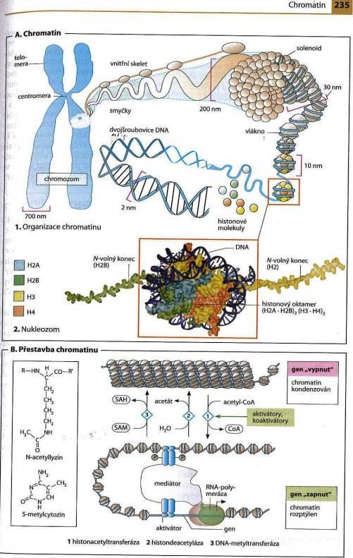Biochemické atlasy