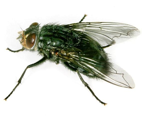 Od čeledi Calliphoridae se liší tvarem křídel a hlavy, a dále také tím, že jejich tělo je méně porostlé štětinami.