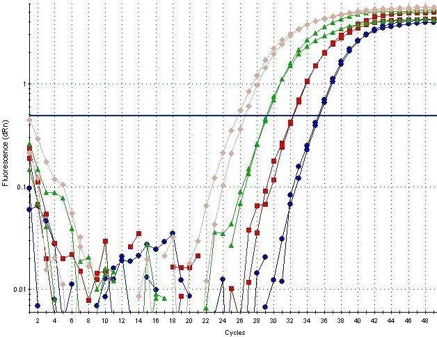 V rámci optimalizace real-time PCR metody byla sestrojena a vyhodnocena kalibrační řada. K sestrojení kalibrační křivky byla použita genomová DNA izolovaná z narostlé kultury A. fumigatus.
