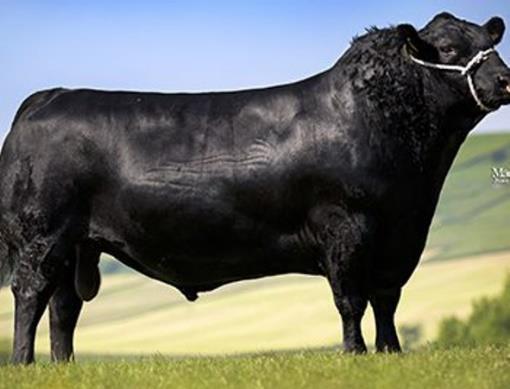 Otec Kougar je výrazně osvalený černý býk,má za sebou i výstavní úspěchy (šampion Northumberland Show). Je používán i v Irsku s PH pro osvalení 115 a rámec 106.