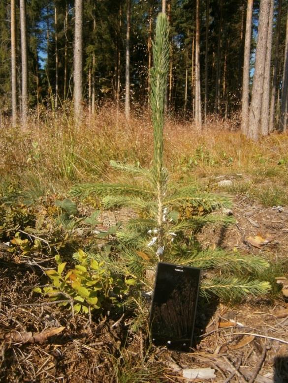 Obrázek č.