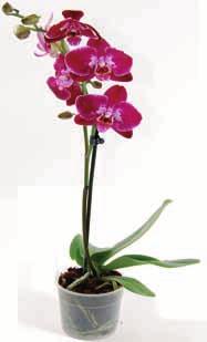 Phalaenopsis kv.