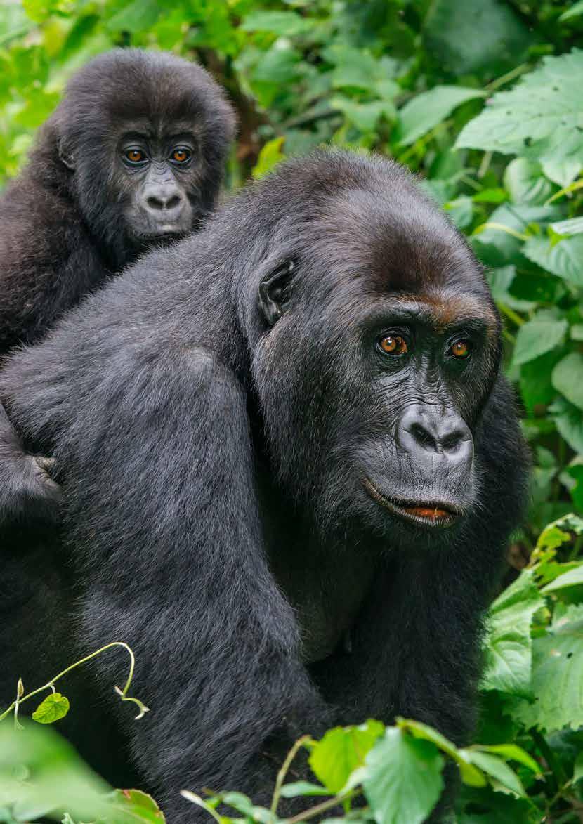 2 O REMA SYSTÉMU Vzácné gorily nížinné žijí převážně v západní a střední Africe. Právě ve středoafrickém Kongu jsou ohrožovány těžbou coltanu.
