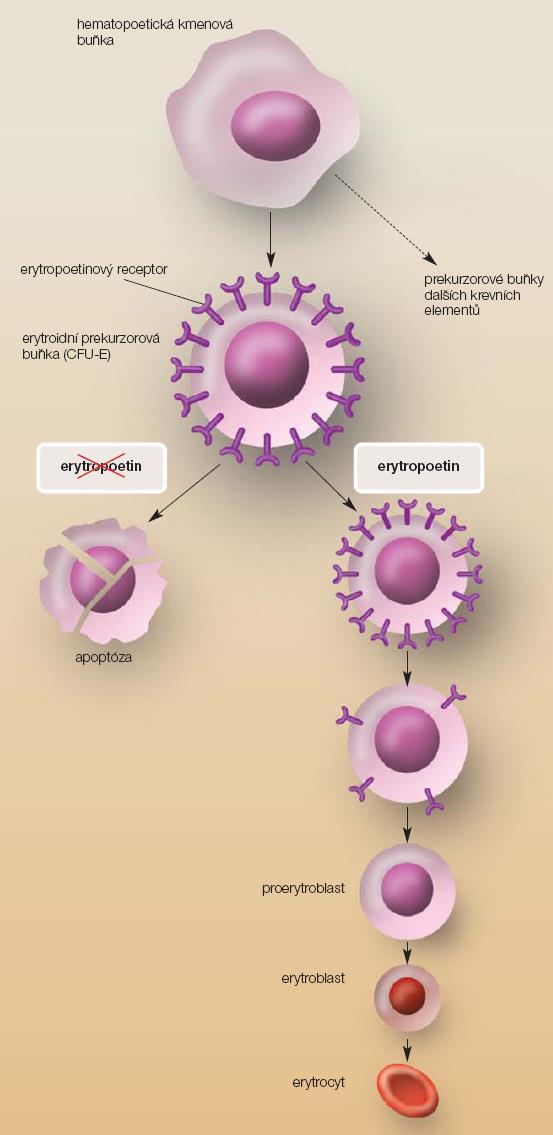 Obrázek 7 Mechanismus účinku erytropoetinu na buněčné úrovni.